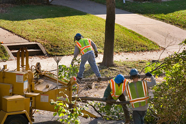 Professional Tree Services in West St Paul, MN